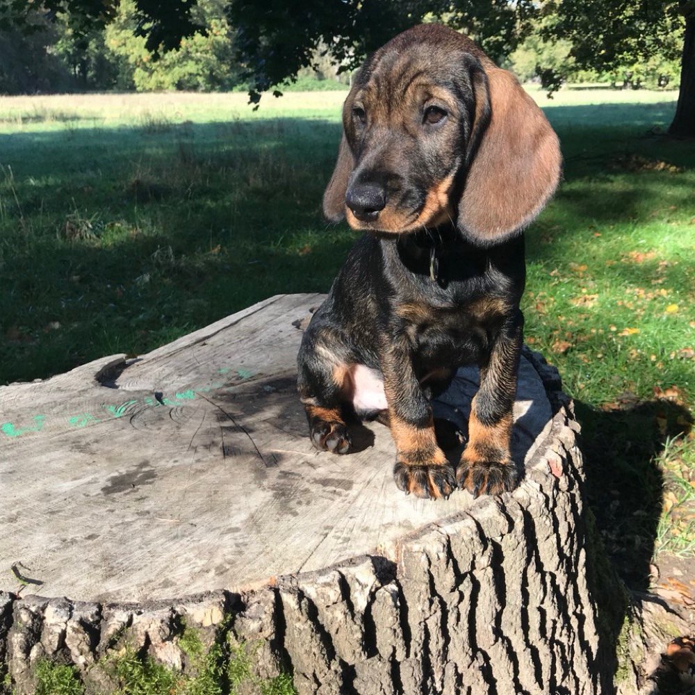 Hundetreffen-Spielerunde auf dem Jahrtausendfeld-Profilbild