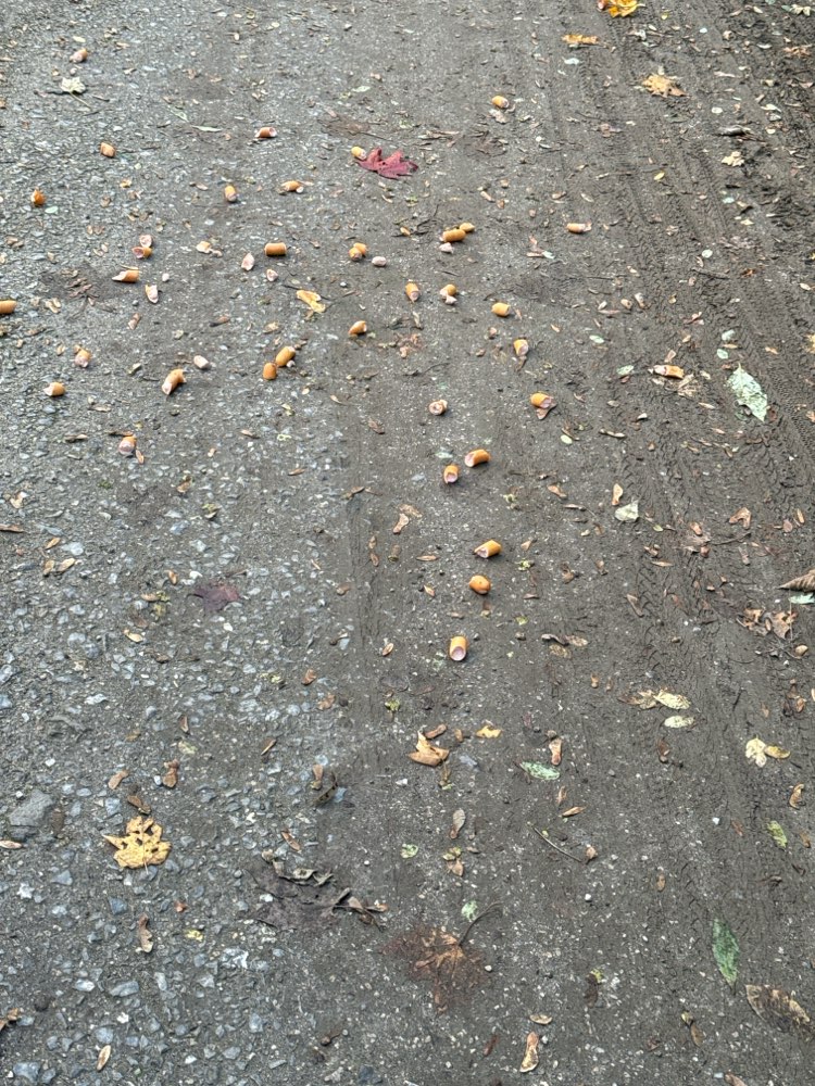 Giftköder-Wurst auf dem Gehweg-Profilbild