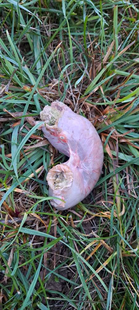 Giftköder-Giftköder in Wurst?-Profilbild