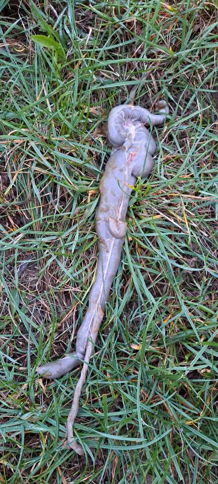 Giftköder-Magen und Därme auf Feldwiese-Profilbild