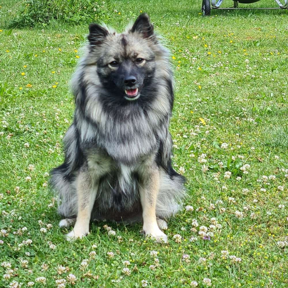 Hundetreffen-Suche Spielfreude für meine 2 jähriges Wolf-Mittelspitz Mädchen pebbels.-Profilbild