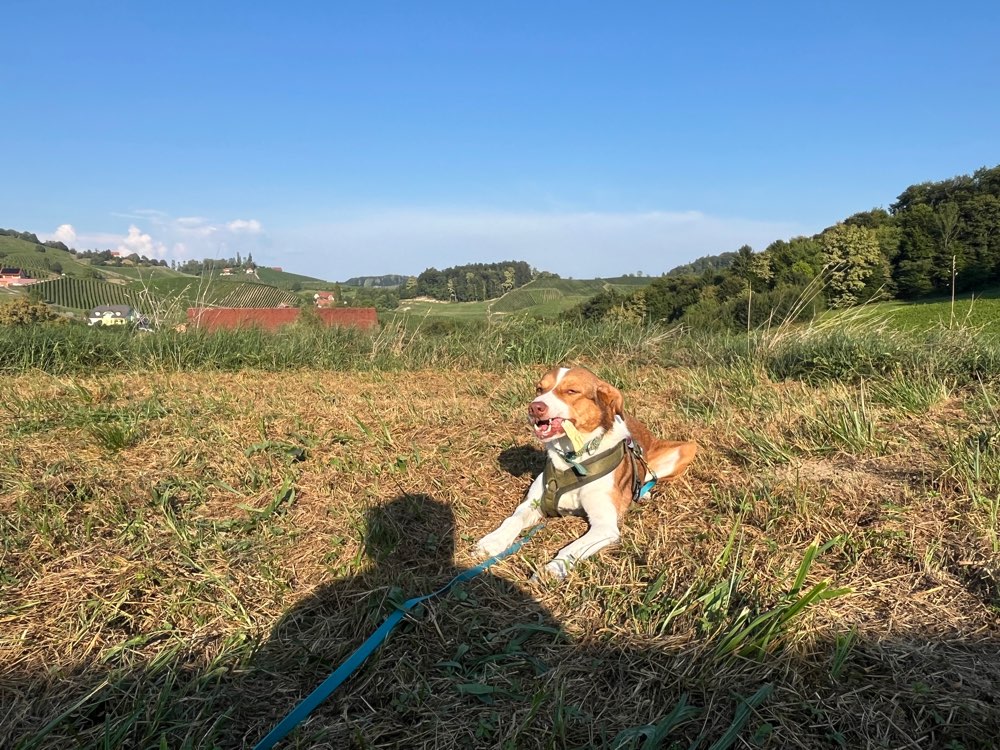Hundetreffen-Gemeinsame Trainingsspaziergänge-Profilbild