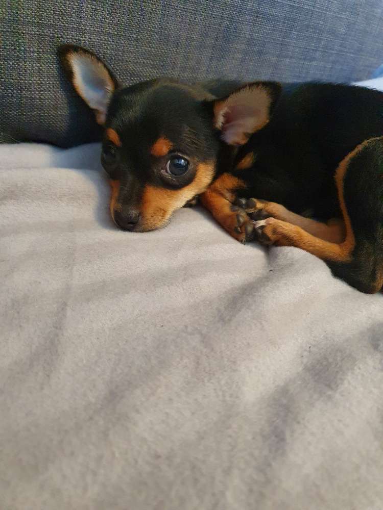 Hundetreffen-Mini Welpentreff-Profilbild