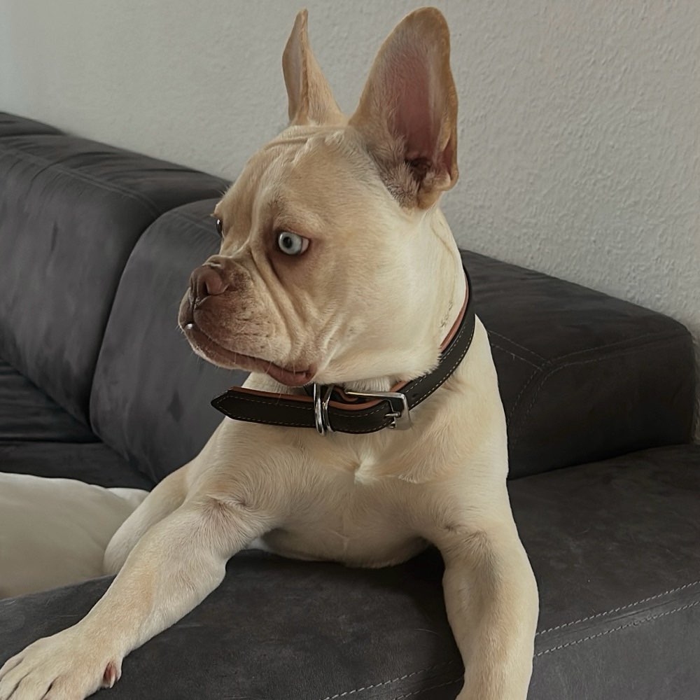 Hundetreffen-Welpen Treffen Köln Esch-Profilbild