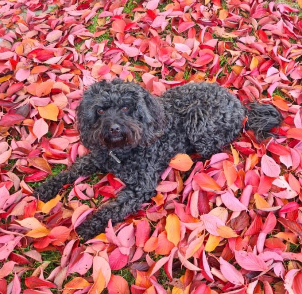Hundetreffen-Gemeinsame Gassirunden-Profilbild