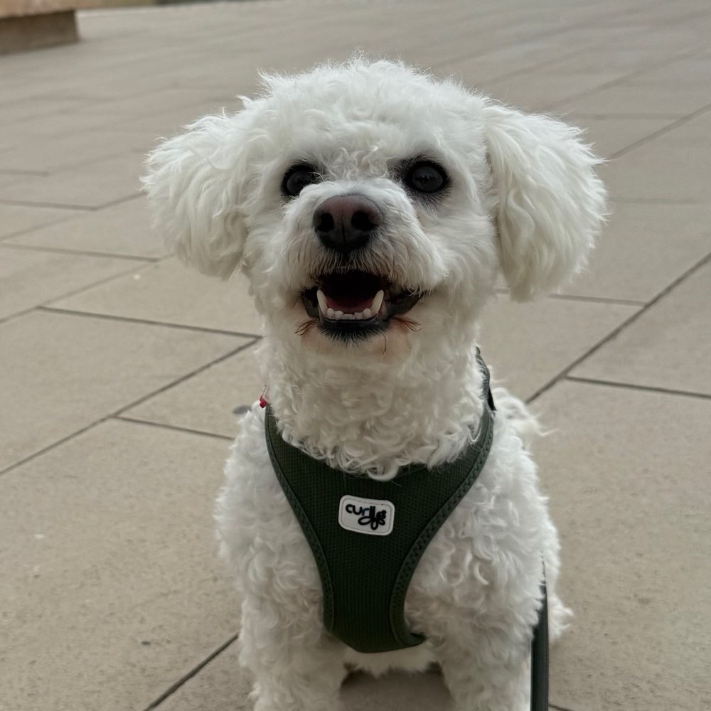 Hundetreffen-Spaziergang und toben-Profilbild