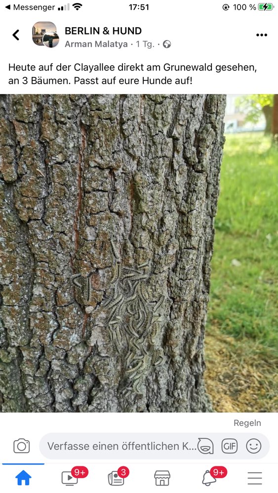 Giftköder-Eichenprozesspinner-Profilbild