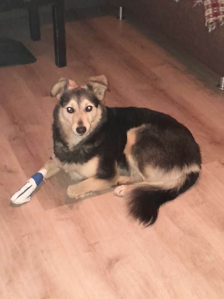 Hundetreffen-Gassirunde in Gross Karben-Profilbild