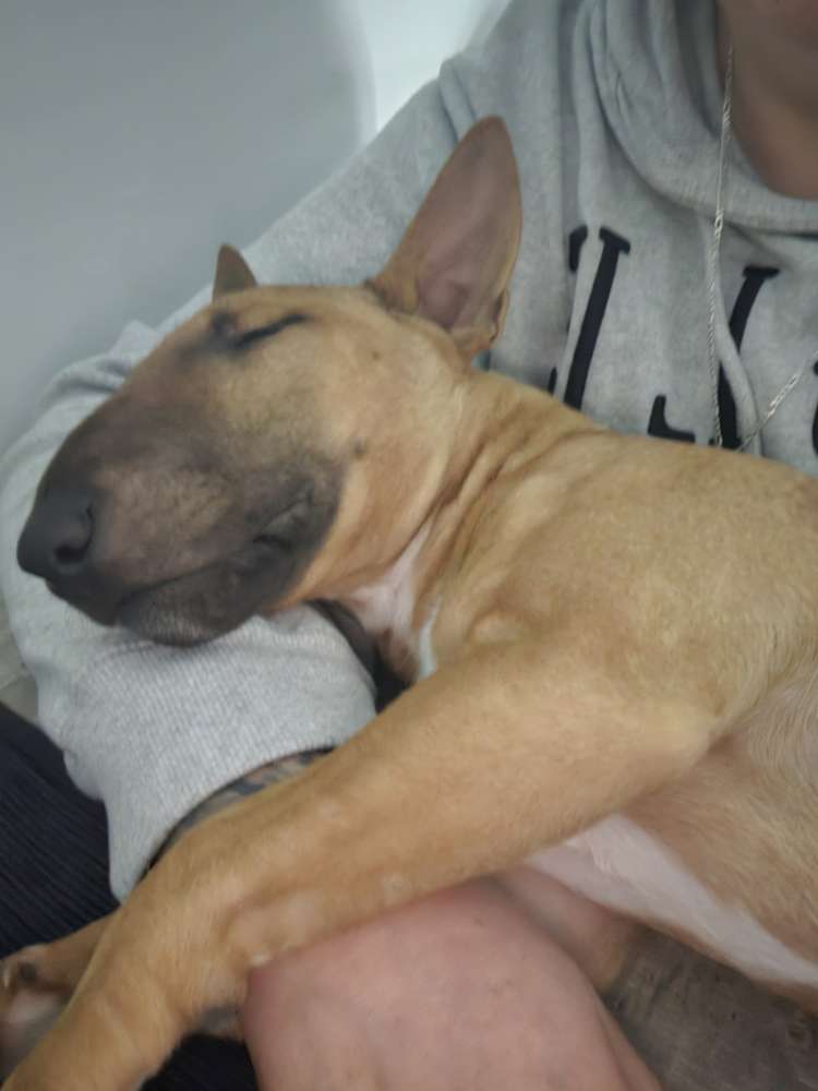 Hundetreffen-Suche ein Spielgefährten.-Profilbild