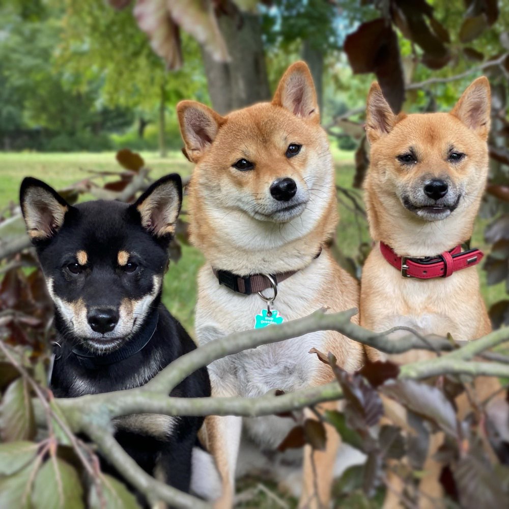 Hundetreffen-Wir suchen Shibas!-Profilbild