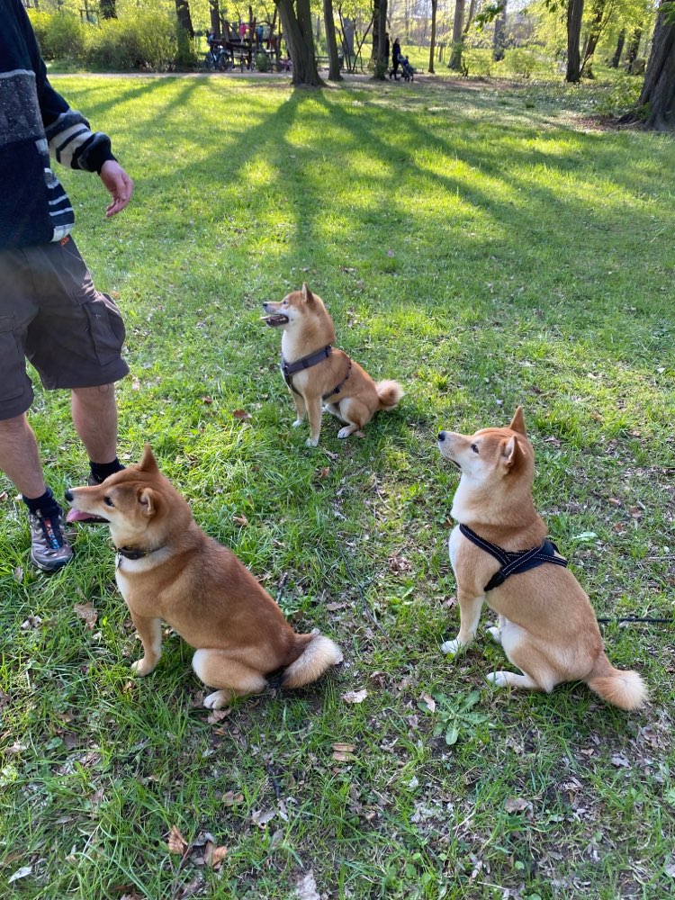 Hundetreffen-Wir suchen Shibas!-Profilbild