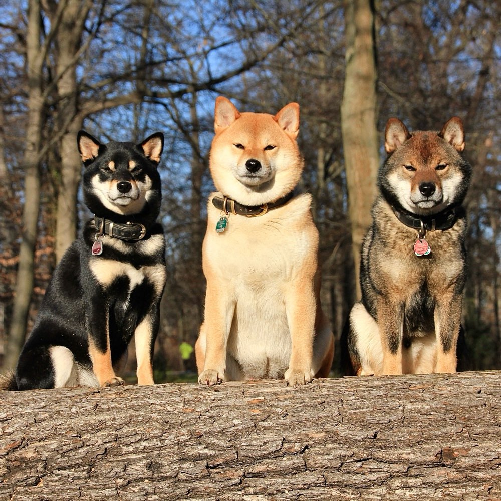 Hundetreffen-Wir suchen Shibas!-Profilbild