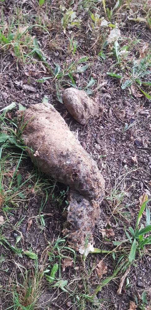 Giftköder-EPS-Nest am Boden-Profilbild