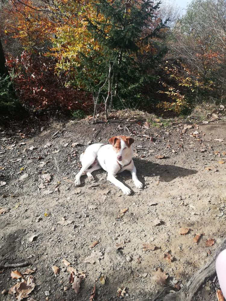 Hundetreffen-Spaziergänge und Spiele-Profilbild