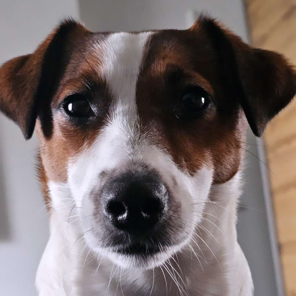 Hundetreffen-Hundetreffen-Profilbild