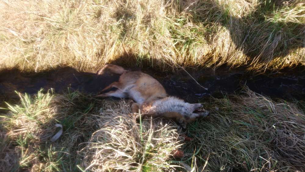 Giftköder-Toter Fuchs im Wassergraben-Profilbild