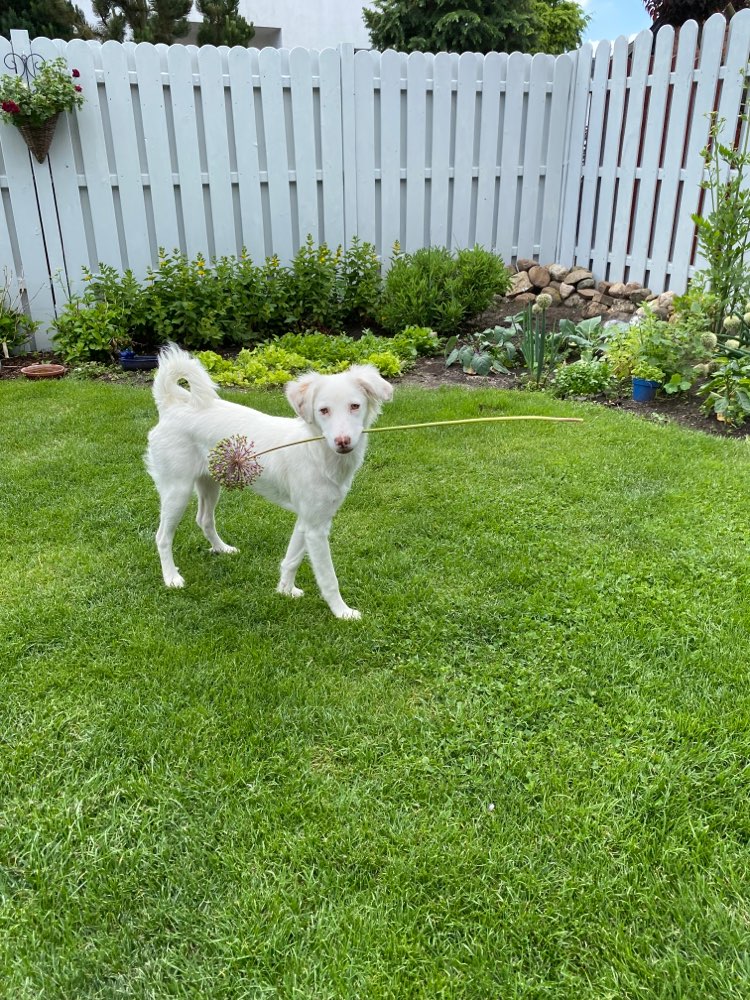 Hundetreffen-Wer hat Lust mit mir zu spielen ?-Profilbild