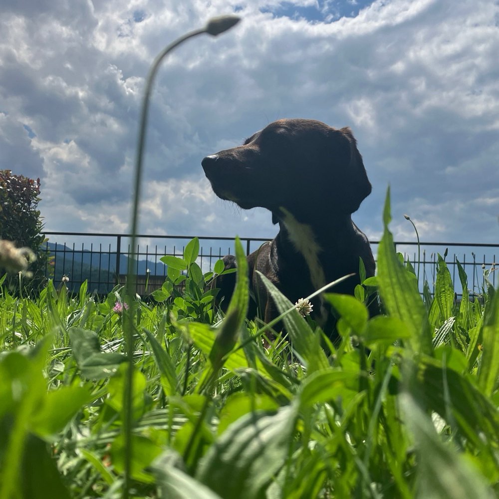 Hundetreffen-Schäferhund-Mensch-Team für Training gesucht-Profilbild