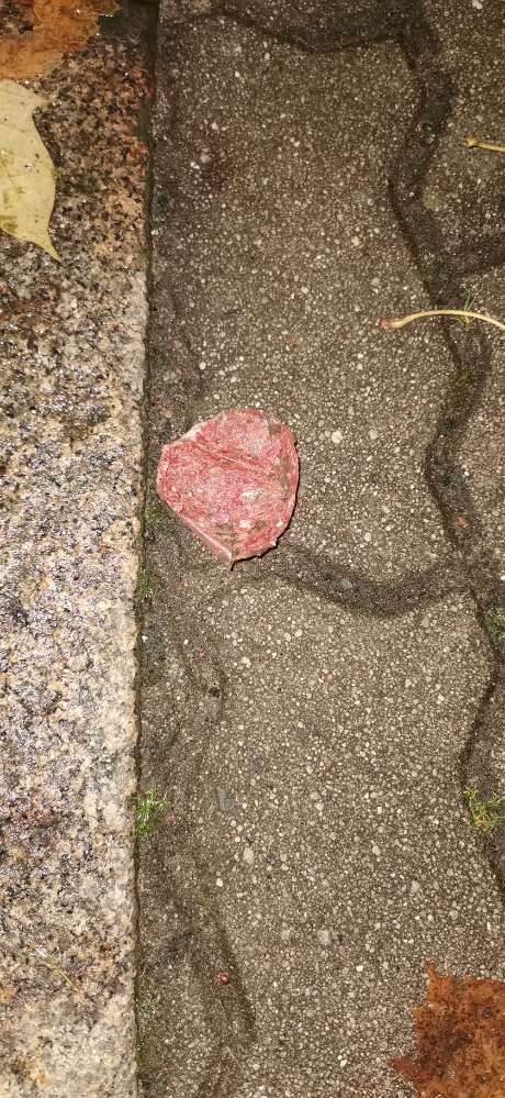 Giftköder-Evtl. Giftköder-Profilbild