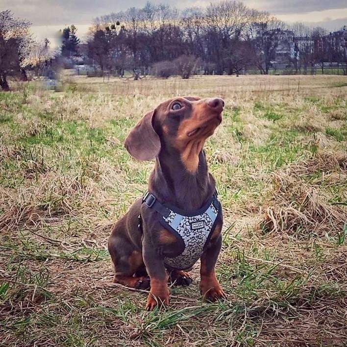 Hundetreffen-Duracell-Mailo sucht Tiefenentladung-Profilbild