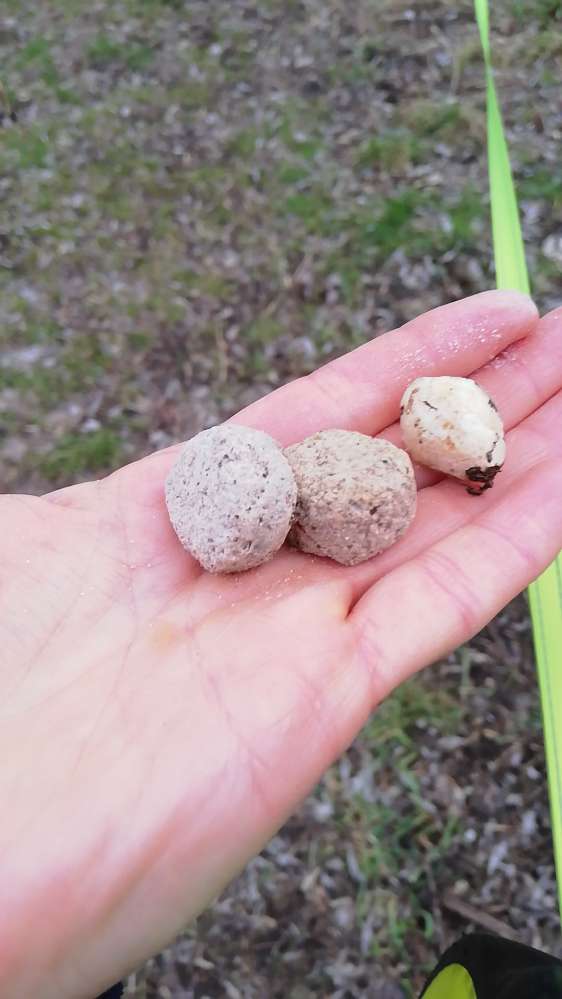 Giftköder-Evtl. Giftköder am Panke Spielplatz-Profilbild