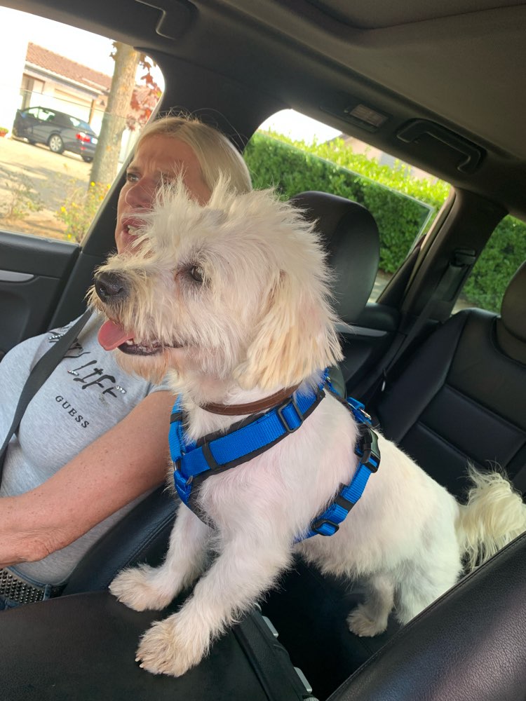 Hundetreffen-Gassi & Spielrunde in Willich-Profilbild