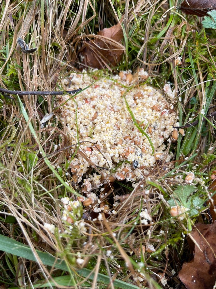 Giftköder-Giftköder / aufgeweichtes Vogelfutter-Profilbild