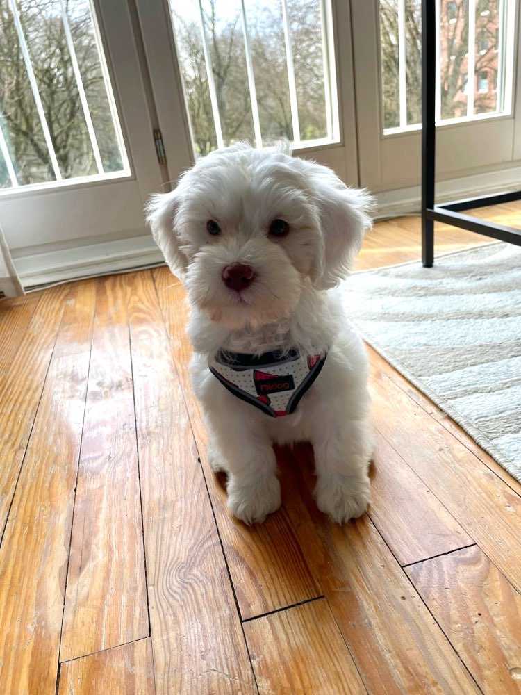 Hundetreffen-Nalu sucht Spielebuddy/ soziale Kontakte-Profilbild