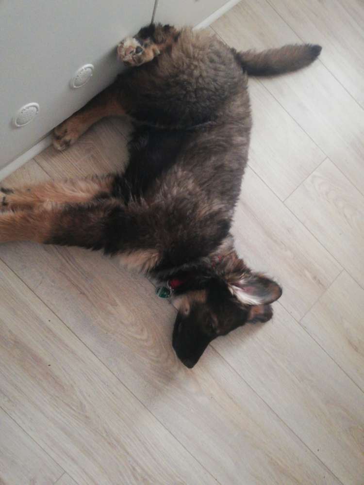 Hundetreffen-Akazienstr 100-Profilbild