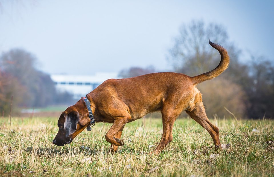 Hundetreffen-Fährten-Training gesucht-Profilbild