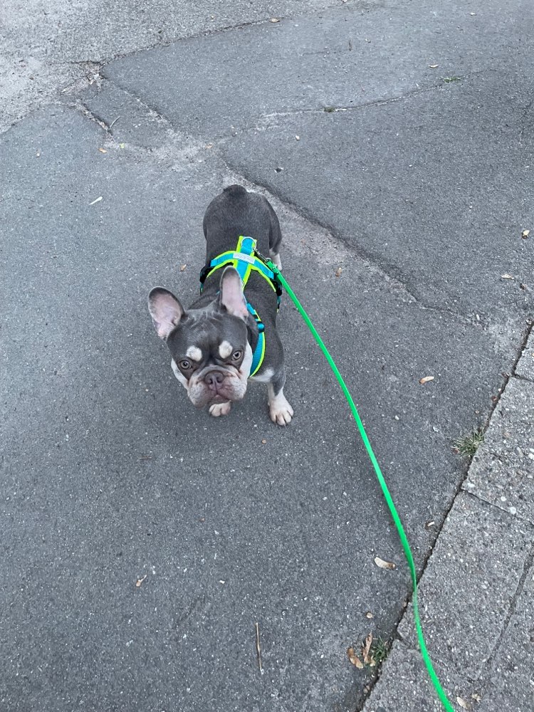 Hundetreffen-Gassipartner und Spielfreunde gesucht-Profilbild