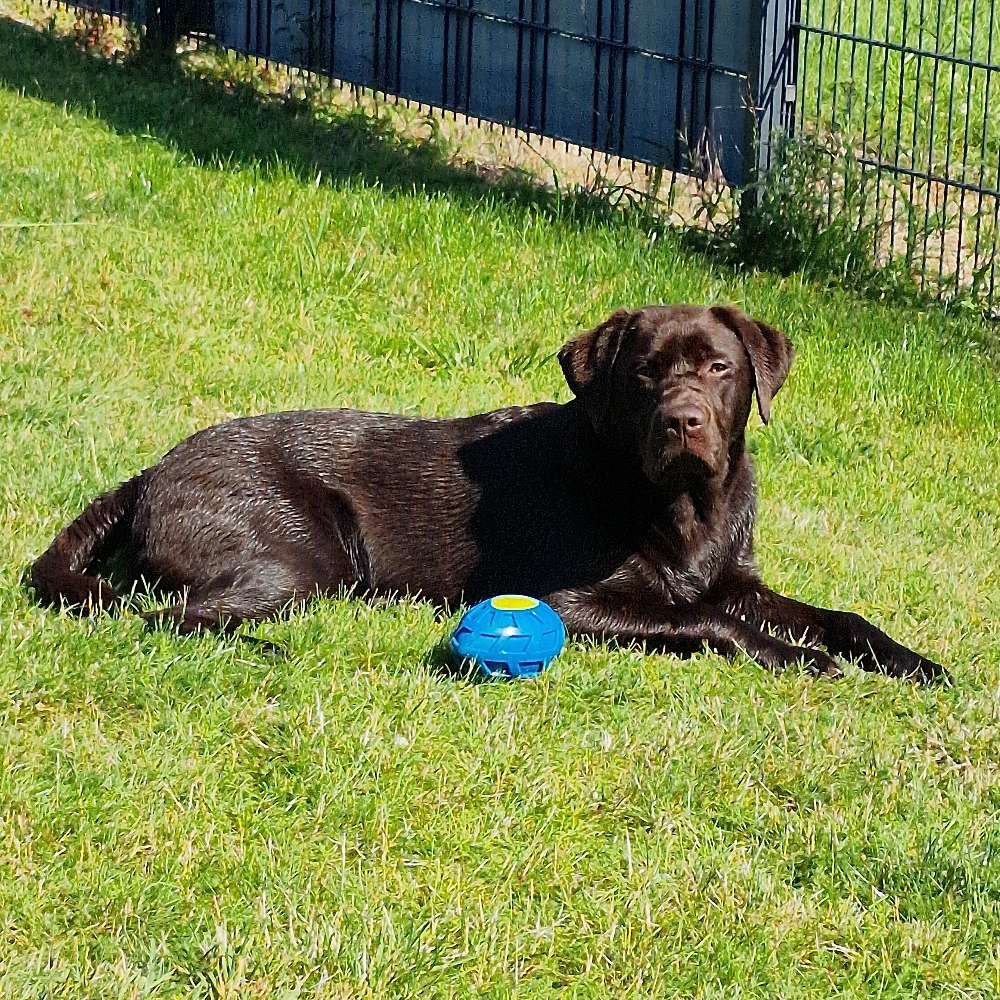 Hundetreffen-Spielgefährten gesucht in Uentrop-Profilbild