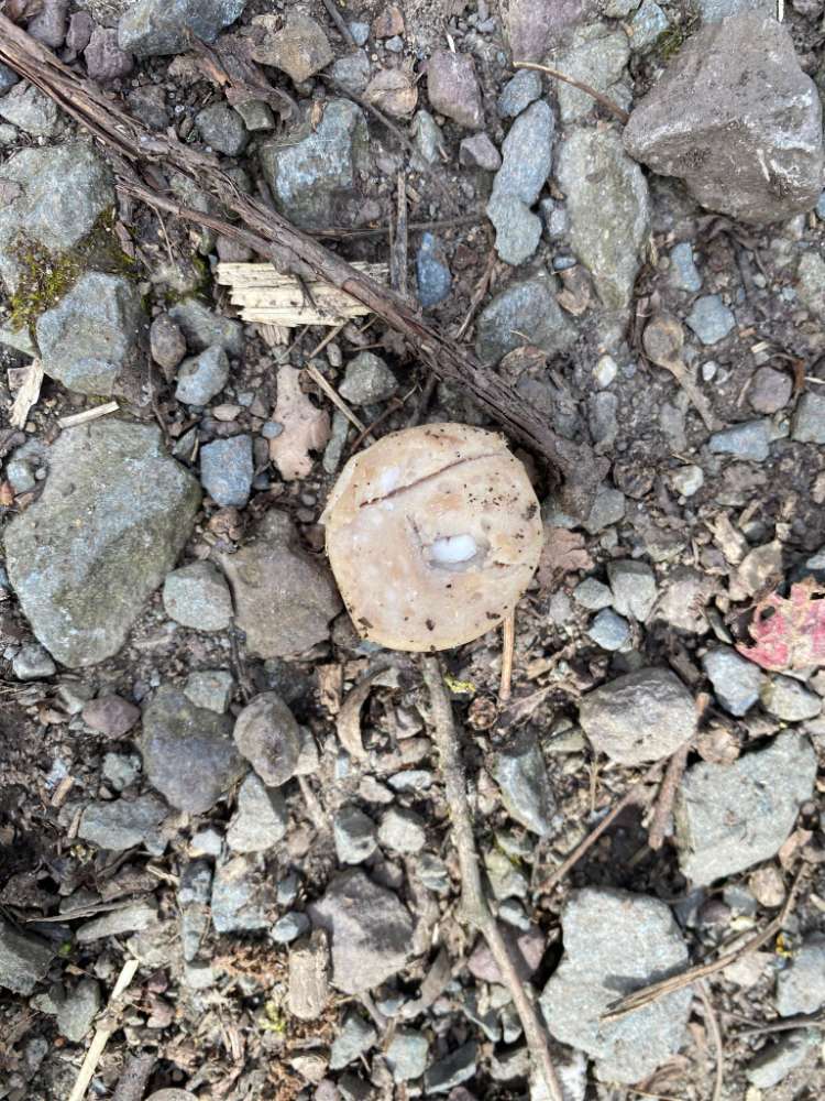 Giftköder-Gift oder Tabletten-Profilbild