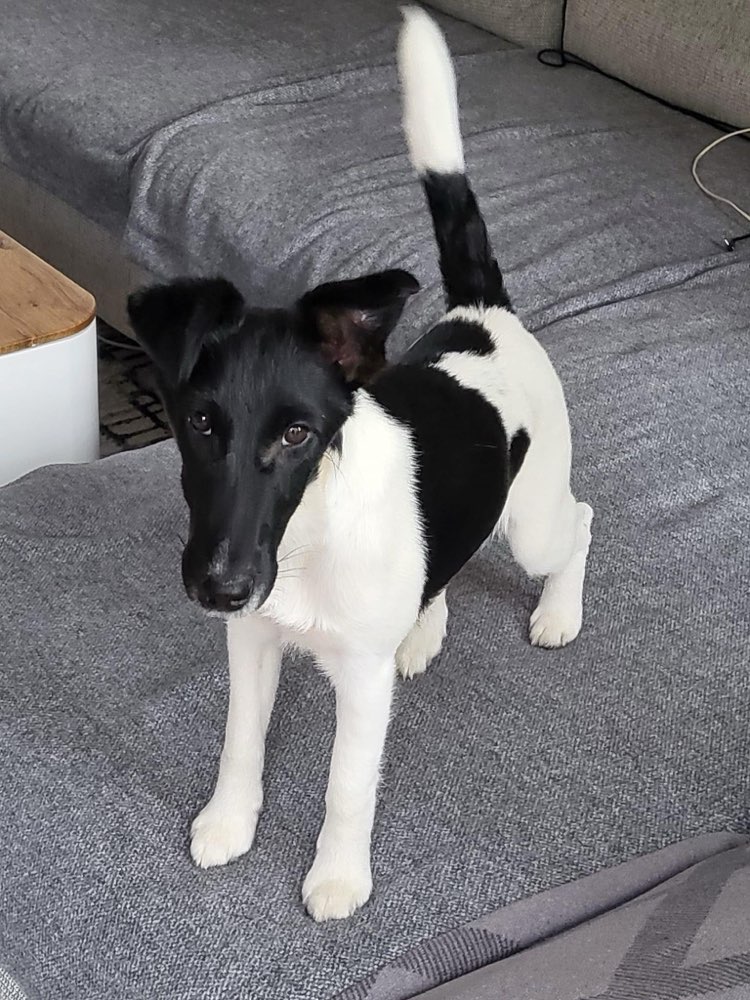 Hundetreffen-Junghunde-Profilbild