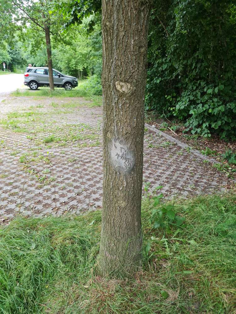 Giftköder-Eichenprozessionsspinner-Profilbild