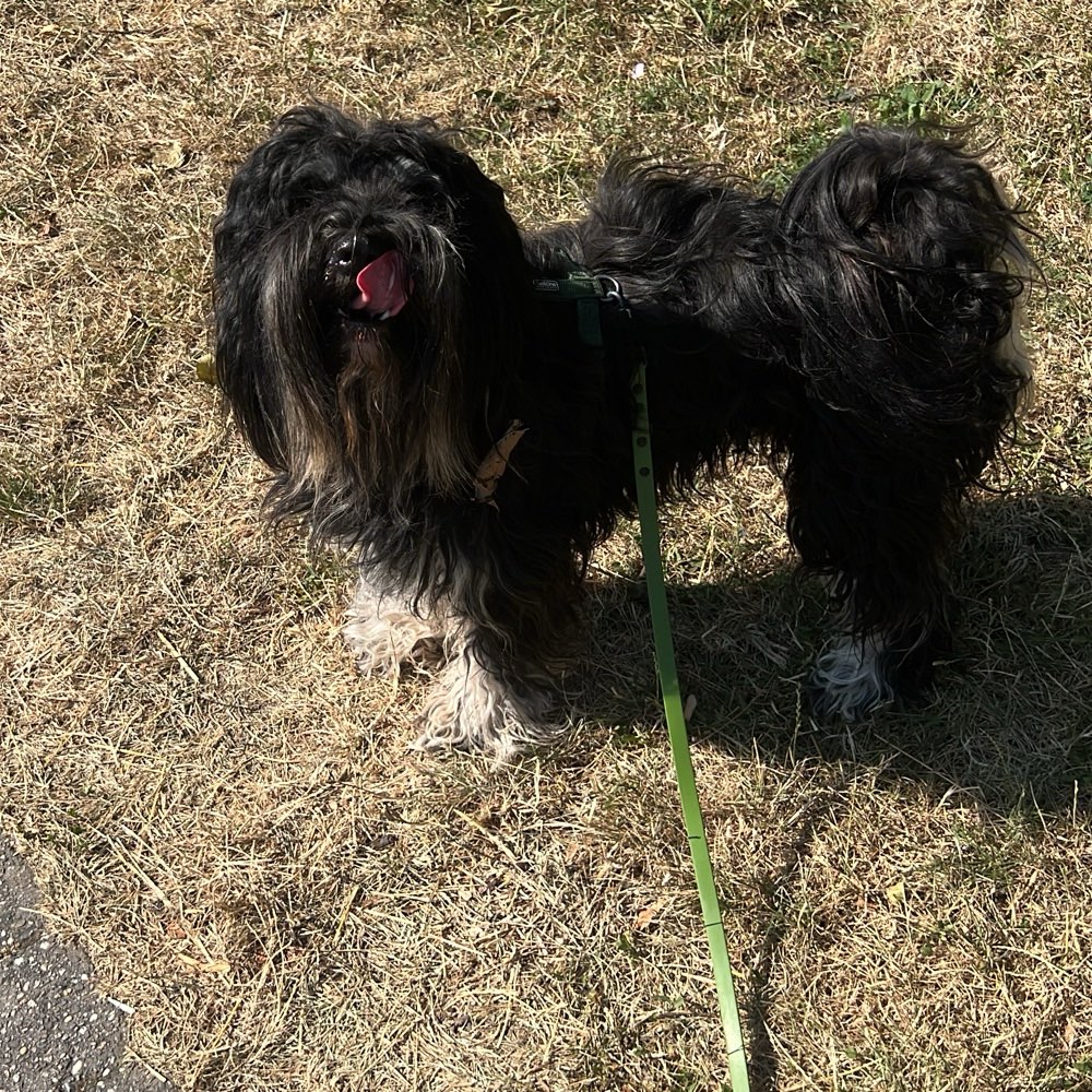 Hundetreffen-Social Walks, Training und ggfalls Tobefreunde-Profilbild