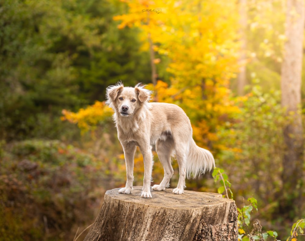 Hundetreffen-Gassi Kumpel gesucht-Profilbild