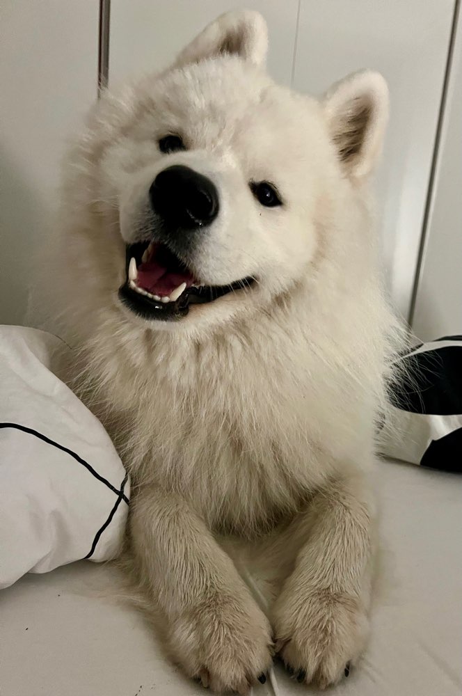 Hundetreffen-Samojeden Treff-Profilbild