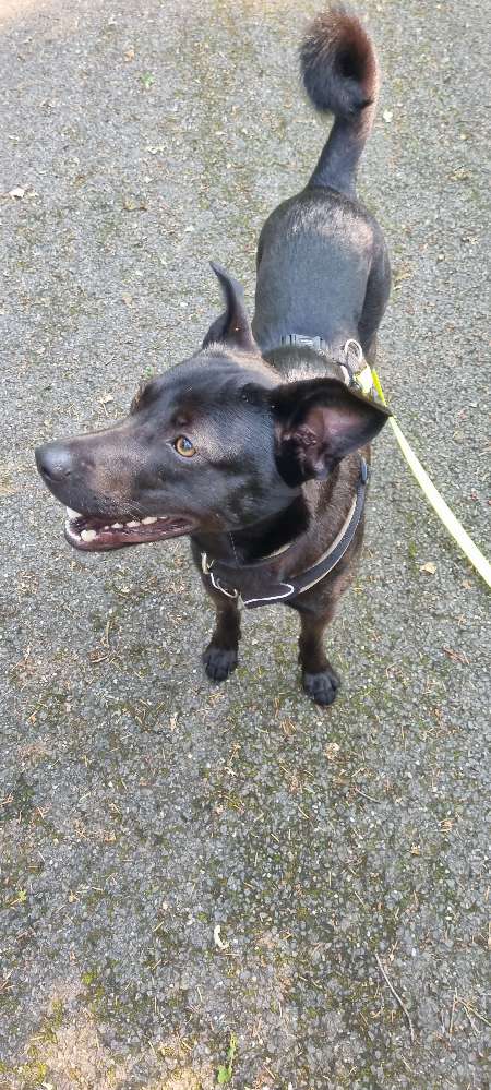 Hundetreffen-Abend Spaziergang durch holweide-Profilbild