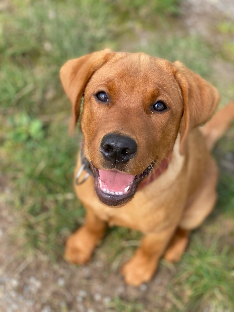 Hundetreffen-Hunde treffen im Diemeltal-Profilbild