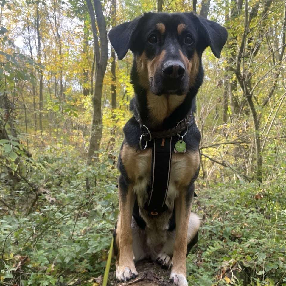 Hundetreffen-Regelmäßiges gemeinsames Gassi Stünzer Park, KGV und Umgebung-Profilbild