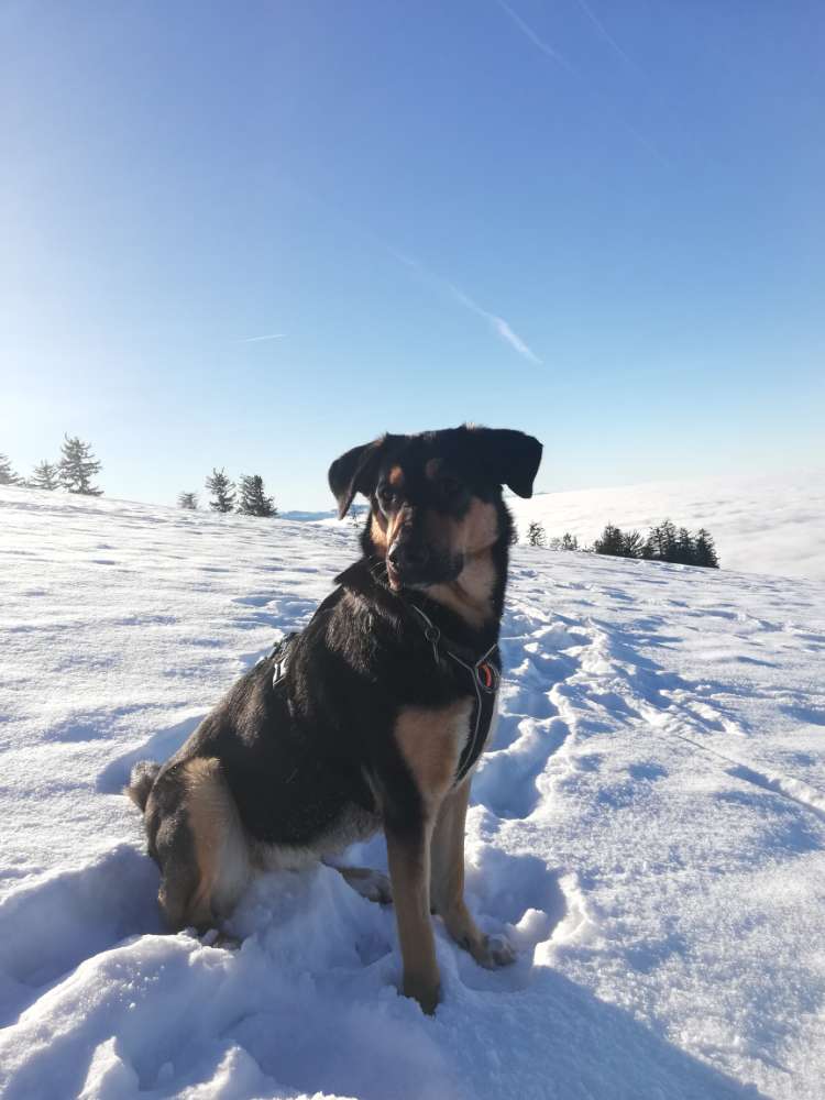 Hundetreffen-Gemeinsame Spaziergänge Chemnitz und Umgebung-Profilbild