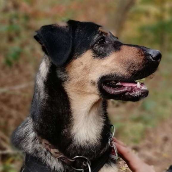 Hundetreffen-Suchen Hund +Mensch für gemeinsames Gassi-Profilbild