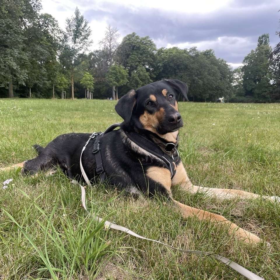 Hundetreffen-Regelmäßiges gemeinsames Gassi Stünzer Park, KGV und Umgebung-Profilbild