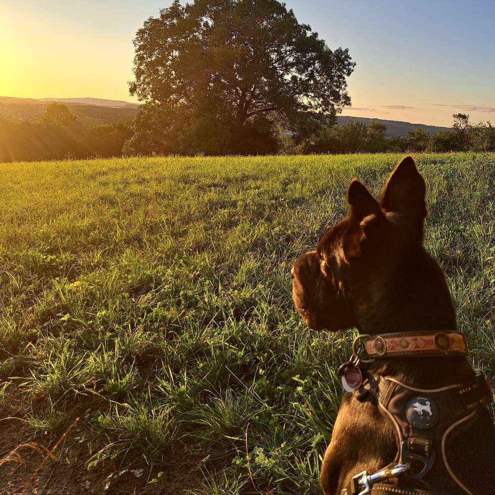 Hundetreffen-Kumpels in neuer Heimat gesucht-Profilbild