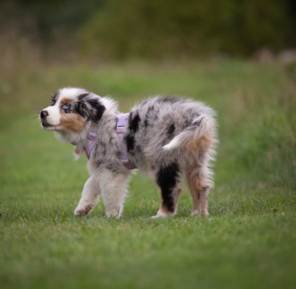 Hundetreffen-Gassirunde mit souveränen Hunden-Profilbild