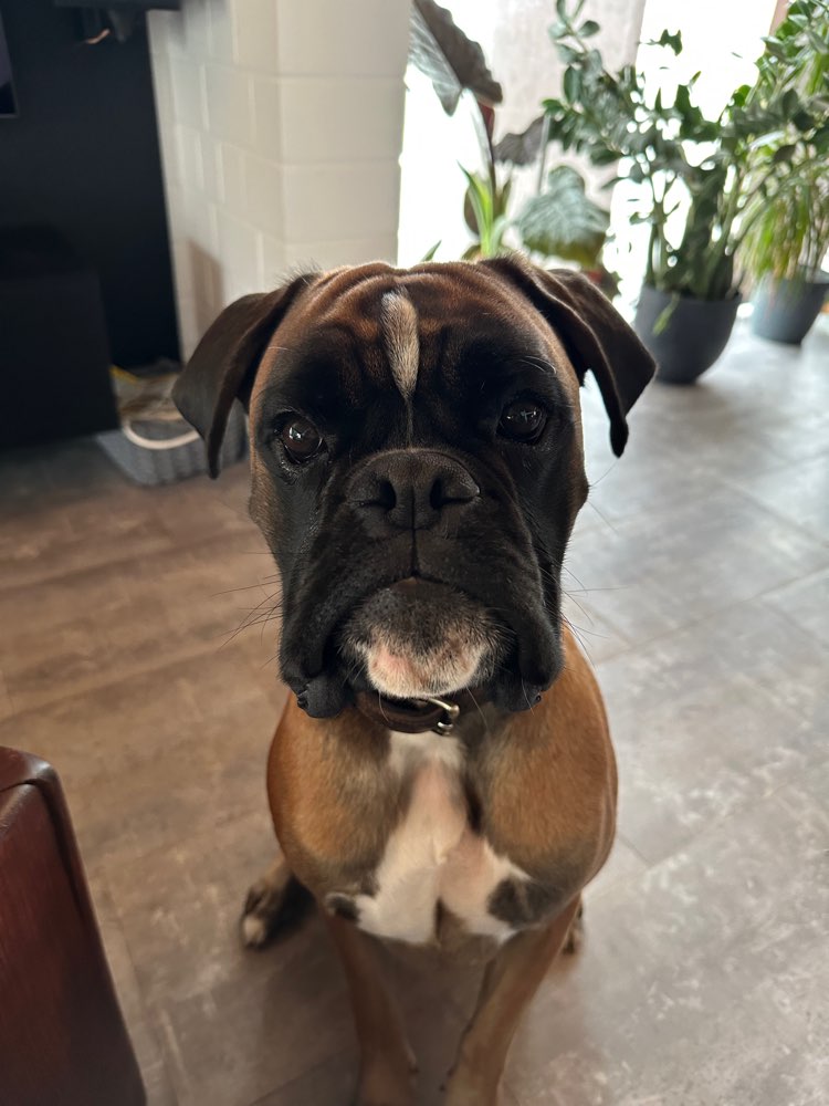 Hundetreffen-Spiel- und Gassipartner/in gesucht-Profilbild