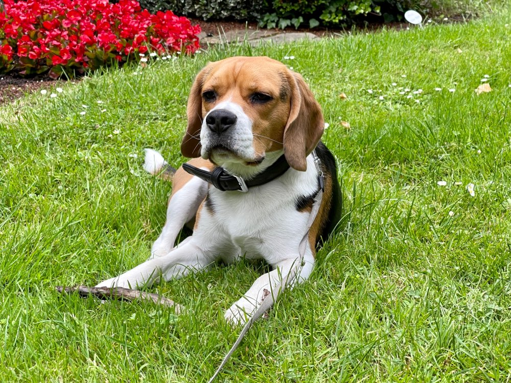 Hundetreffen-Neu in Gescher - Hundefreunde gesucht-Profilbild