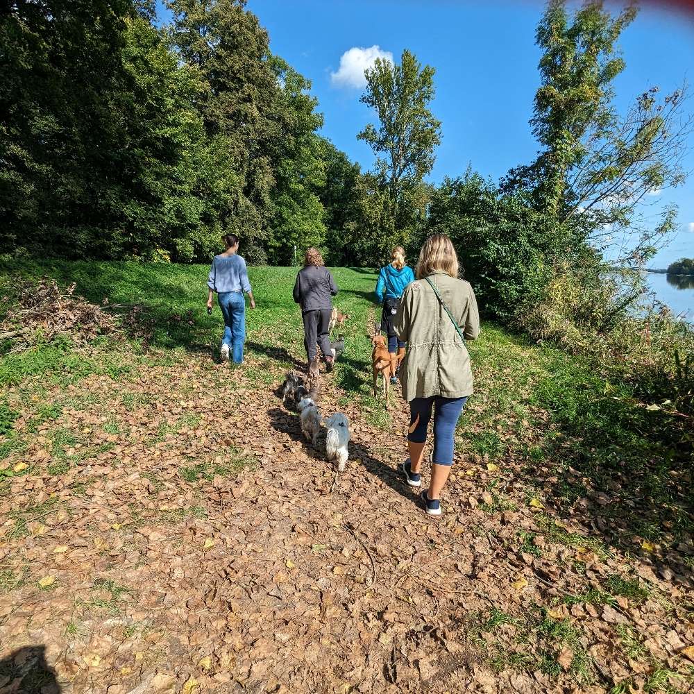 Hundetreffen-Gassi Treff an der Isar Landshut-Profilbild