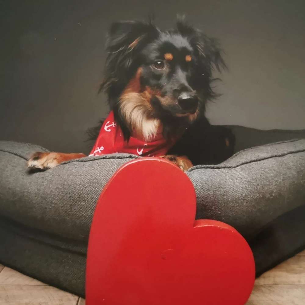 Hundetreffen-Hundetreff für Groß und Klein-Profilbild